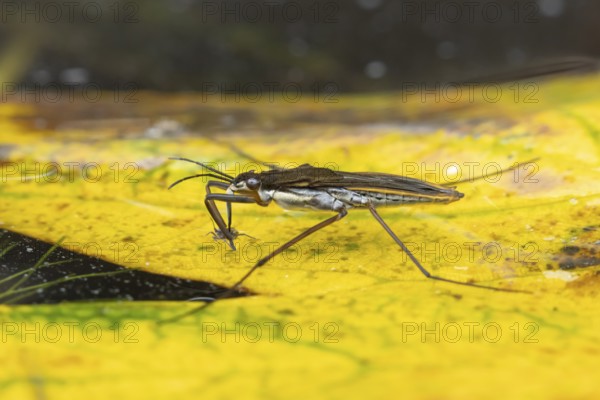 Common pond skater (Gerris lacustris) adult insect feeding on an aphid on a fallen autumn leaf on