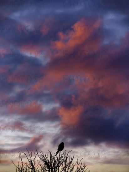 Kestrel in front of red clouds from sunset. Berlin, Germanyf