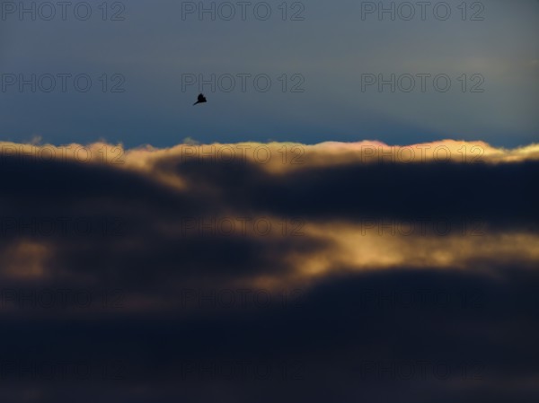 Kestrel (Falco tinnunculus) in shaking flight at sunset in front of an illuminated cloud. Berlin,