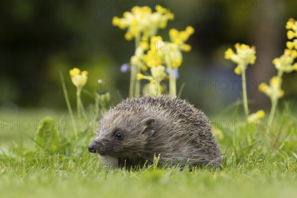 European hedgehog (Erinaceus europaeus) adult animal on a garden grass lawn with Cowslip flowers in
