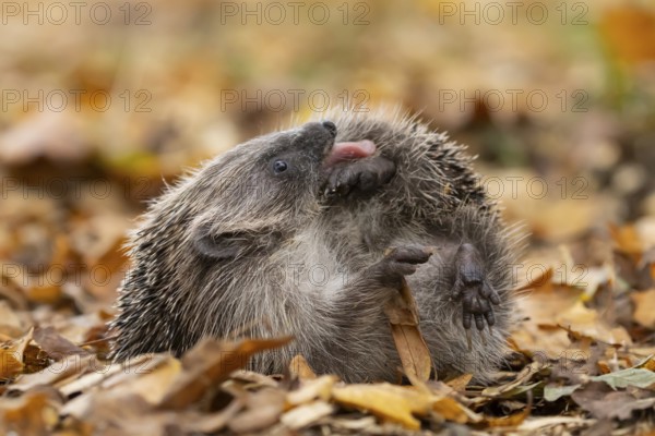 European hedgehog (Erinaceus europaeus) adult animal self anointing or salivating itself on fallen