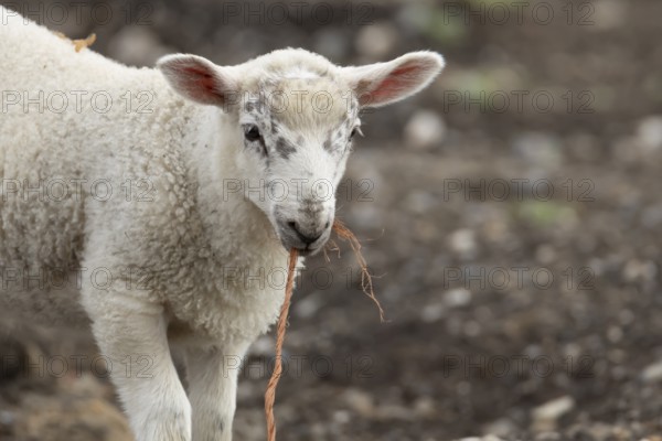Domestic sheep (Ovis aries) juvenile baby lamb farm animal with a piece of rope in its mouth,