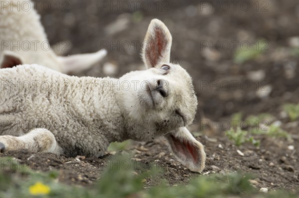 Domestic sheep (Ovis aries) juvenile baby lamb farm animal laying its head on the ground, England,