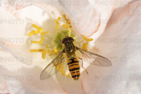 Common hoverfly (Eupeodes corollae) adult insect feeding on a garden poppy flower in summer,