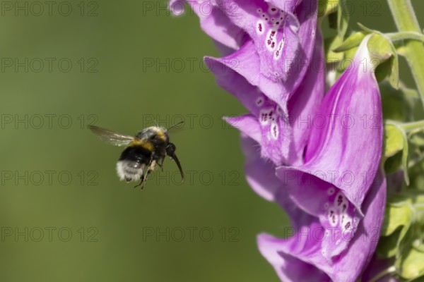 Buff tailed bumblebee (Bombus terrestris) adult bee insect flying towards a Foxglove (Digitalis