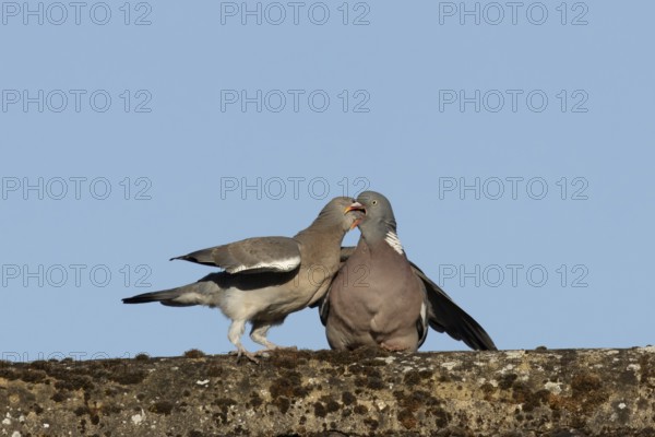 Wood pigeon (Columba palumbus) adult garden bird feeding a juvenile baby squab bird on a house roof