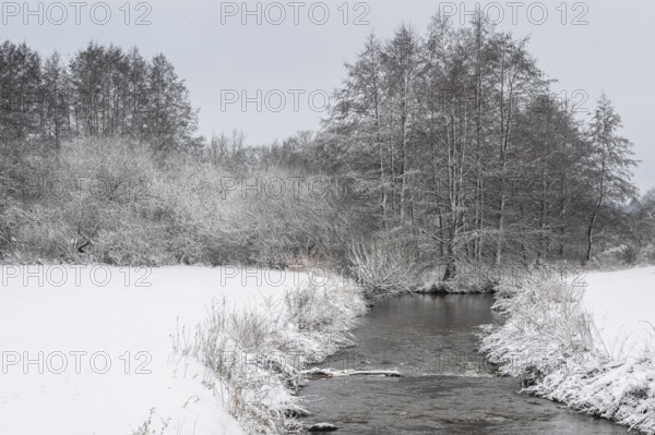 Winter landscape with black alders (Alnus glutinosa) and willows (Salix), Emsland, Lower Saxony,