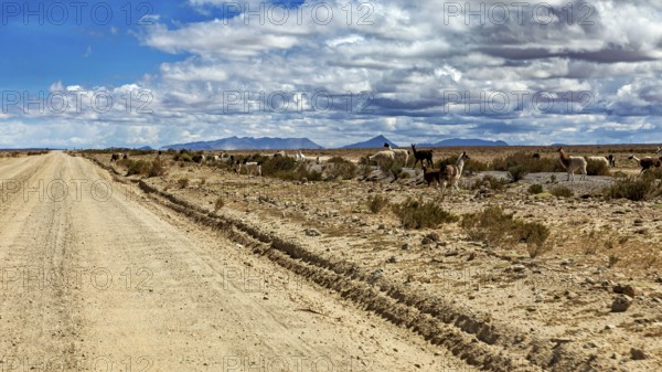 A desert road with animals that stretches along the way under a cloudy sky, The landscape of the