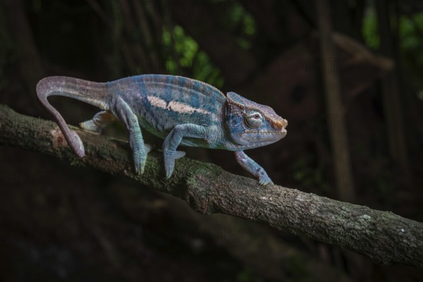 Male chameleon (Calumma ambreense) in the rainforests of the Montagne d Ambre National Park in the