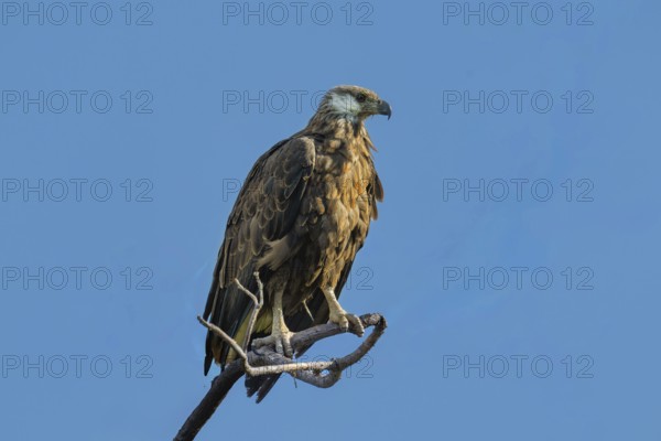 Madagascar Fish-Eagle, Malagasy Fish-Eagle (Haliaeetus vociferoides) in the dry forests of