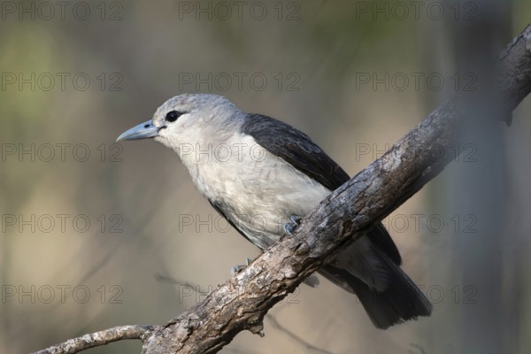 White-Headed Vanga female (Artamella viridis) in the dry forest of Ankarafantsika in western