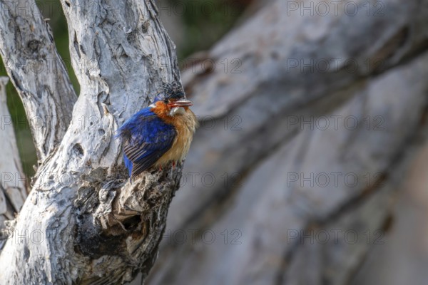 Malachite Kingfisher, Madagascar Kingfisher (Alcedo vintsioides) near the shore of a lake in