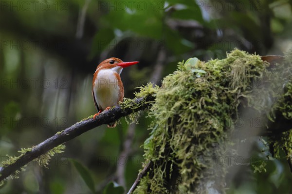 Pygmy Kingfisher (Corithornis madagascariensis) in the rainforests of the central highlands of