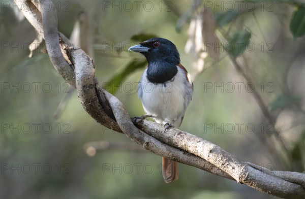 Red Vanga, Rufous Vanga (Schetba rufa) in the Ankarafantsika dry forest in western Madagascar