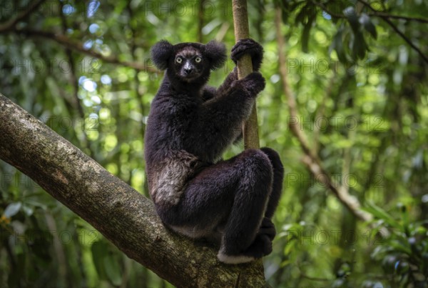 An Indri lemur (Indri indri) in the rainforest, in the central east of Madagascar