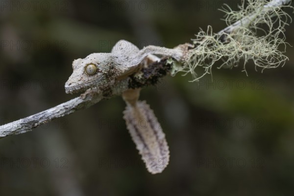 Leaf-tailed gecko (Uroplatus sikorae) in the mountain cloud forests of the central highlands of