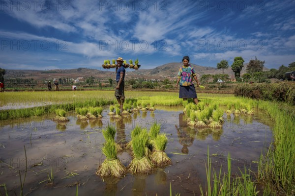 Rice farmers spreading rice seedlings in a rice field in the central highlands of Madagascar