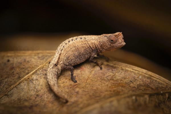 Earth chameleon (Brookesia nofy) in the lowland rainforests of eastern Madagascar