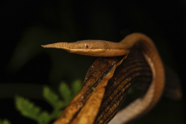Male leaf-nosed snake (Langaha madagascariensis) at night in the lowland rainforests of eastern