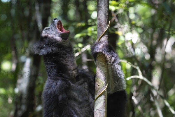 An Indri lemur (Indri indri) singing in the rainforest in the east-central part of Madagascar