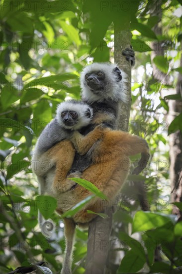 Diadem Sifaka (Propithecus diadema diadema) in the mountain cloud forests of Andasibe in eastern