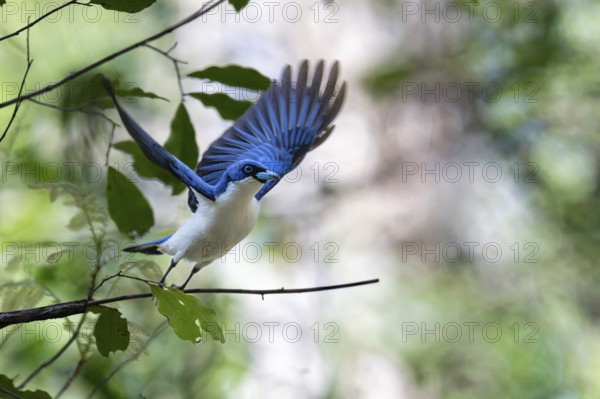 Blue Vanga, Madagascar Blue Vanga (Cyanolanius madagascariensis) in the dry forest of
