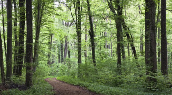 Mixed forest in spring, beeches, hornbeams, oaks, Upper Bavaria, Germany