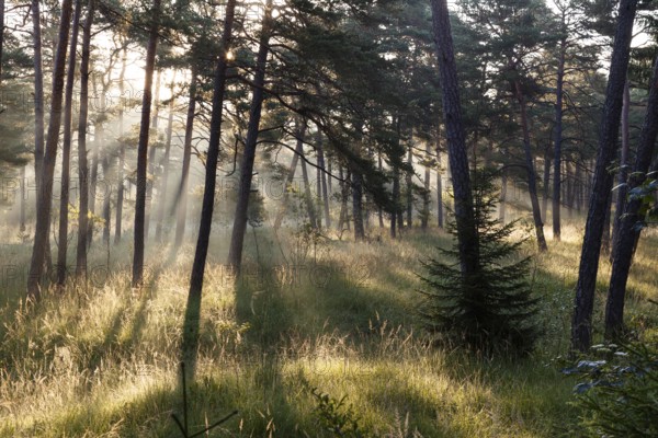 Morning atmosphere in a pine forest, Scots pine (Pinus sylvestris), Pupplinger Au, Isar