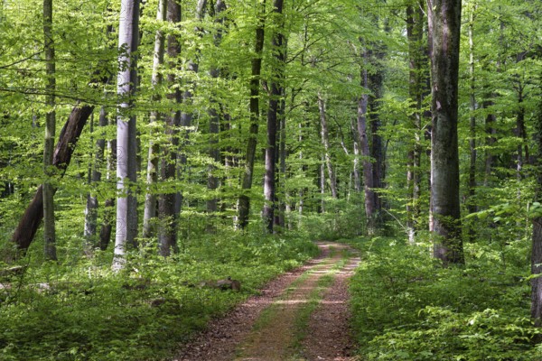 Mixed forest in spring, copper beech (Fagus sylvatica), English oak (Quercus Robur) Upper Bavaria,