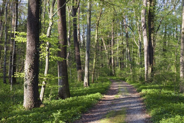 Trail through mixed deciduous forest in spring with beech, maple and oak trees, Upper Bavaria,