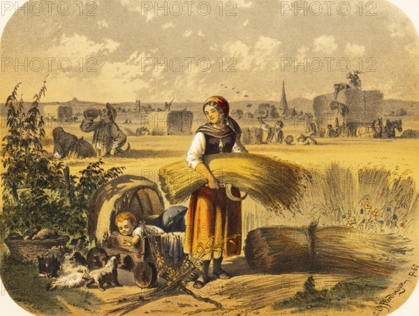 Young woman with baby in a stroller on a cornfield, agriculture, harvest, grain, bundle, sickle to