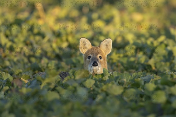 Chinese water deer (Hydropotes inermis) adult animal in an arable farm oilseed rape crop field,