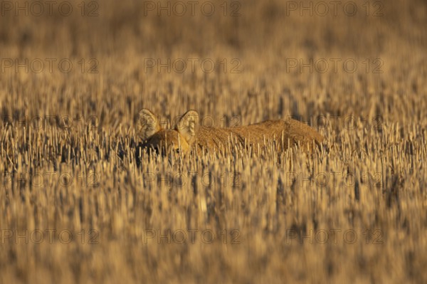 Chinese water deer (Hydropotes inermis) adult animal resting in a farm stubble field, England,