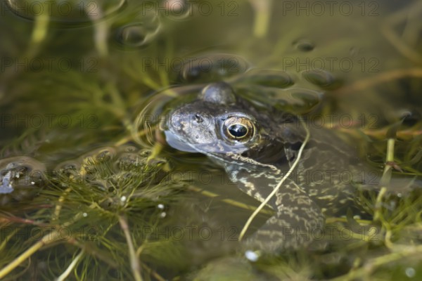 Common frog (Rana temporaria) adult amphibian on the water surface of a garden pond amongst pond