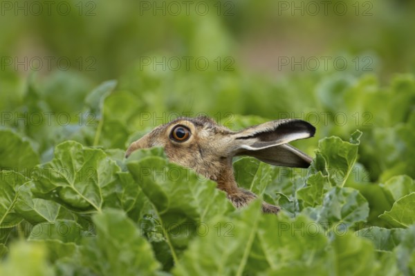 European brown hare (Lepus europaeus) adult animal in a arable farm sugar beet crop field in