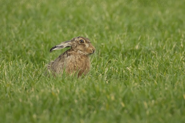 European brown hare (Lepus europaeus) adult animal in a farmland field in springtime, England,