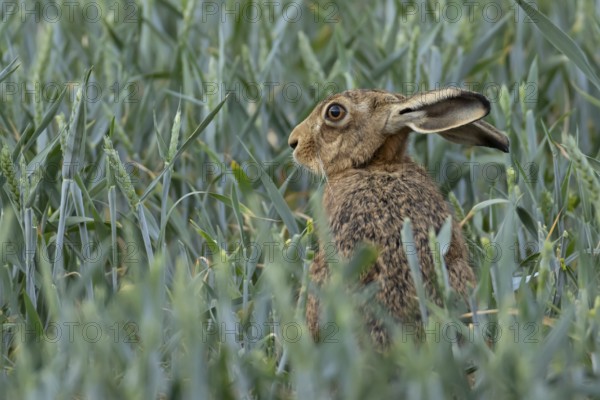 European brown hare (Lepus europaeus) adult animal in a farmland wheat crop field in summer,