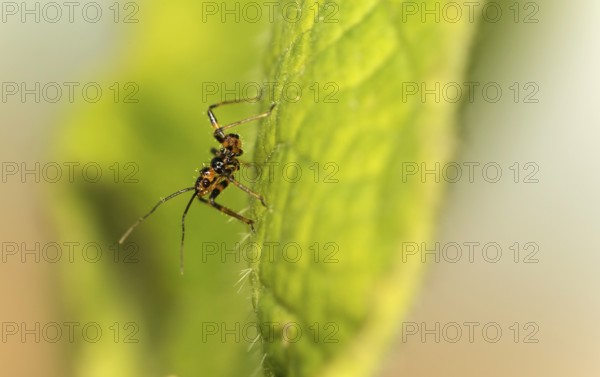 A few days old nymph of a predatory bug (probably Rhynocoris cf. cuspidatus), family Reduviidae,