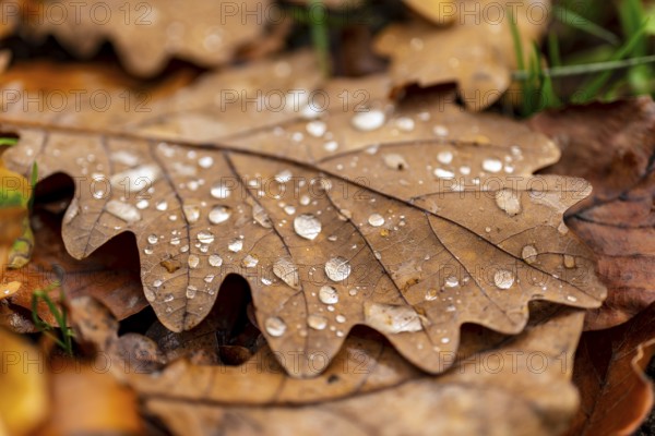 Close-up of the leaf of an oak (Quercus) in autumnal brown colouring on the ground of a forest,