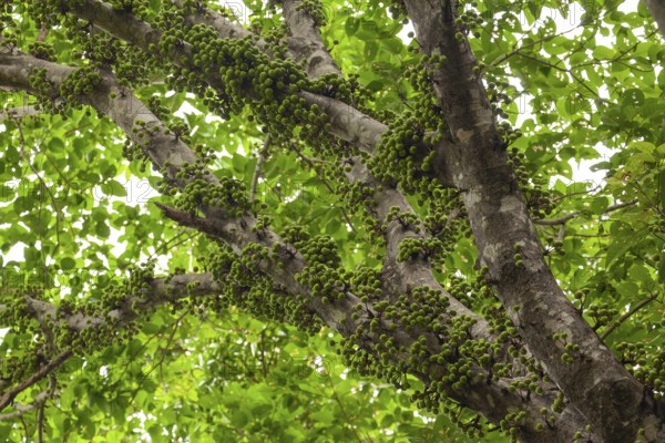 Cauliflory on fig (Ficus racemosa) trunks in tropical forest, Daintree National Park, Queensland,