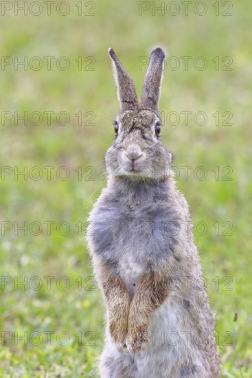 Wild rabbit (Oryctolagus cuniculus), sitting in a meadow, making mate, erect, fully grown, alert,