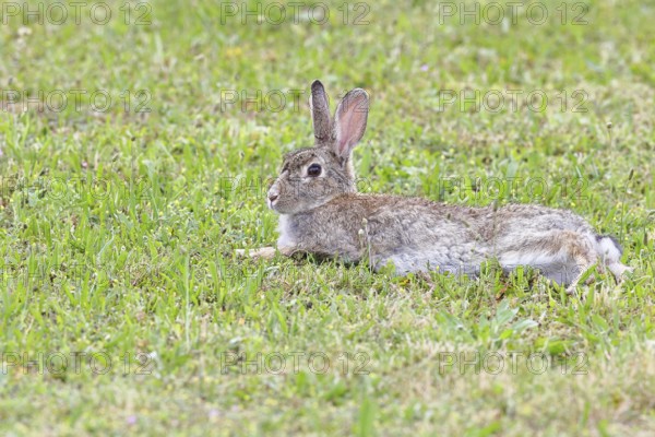 Wild rabbit (Oryctolagus cuniculus), lying in a meadow, fully grown, alert, wildlife, animals,
