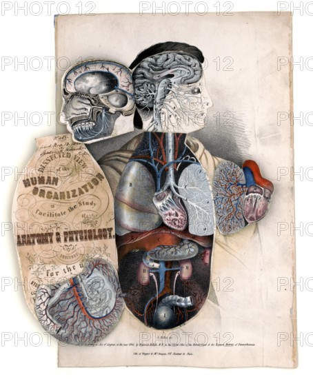 Medical illustration, section of the human organism to facilitate the study of anatomy and