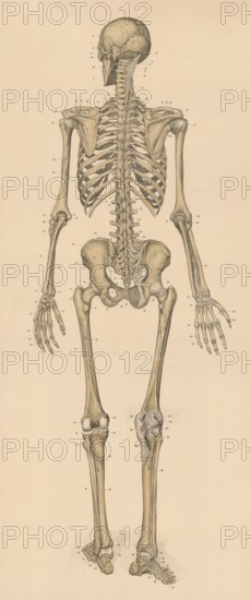 Medical illustration, human skeleton from behind, school picture, authentic reproduction of a