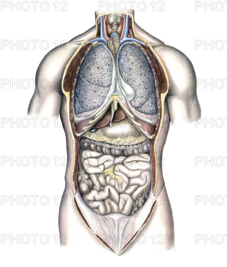 Medical illustration, intestines, internal organs in human chest and abdomen, school picture,