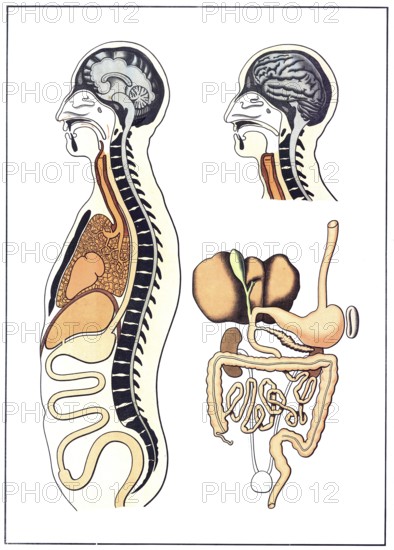 Medical illustration, The human digestive system, school picture, authentic reproduction of a