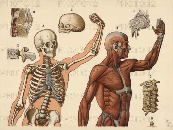 Medical illustration, human body, skeleton, bone structure and muscles, school picture, authentic