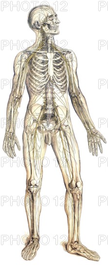 Medical illustration, The peripheral nervous system, school picture, authentic reproduction of a