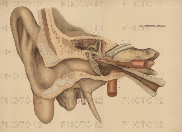 Medical illustration, The human hearing organ, ear, school picture, authentic reproduction of a