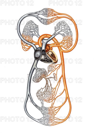 Medical illustration, diagram of human blood circulation, school picture, authentic reproduction of